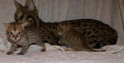 SONY DSC