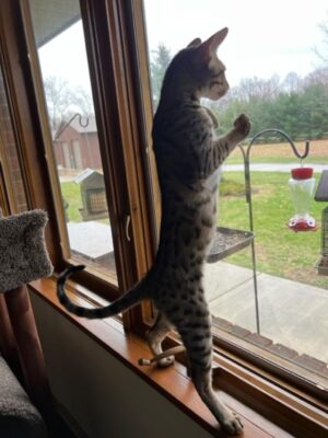 butch standing