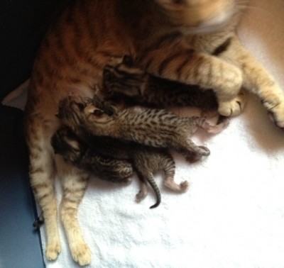 Vivvie KJ litter 3 days old 2013