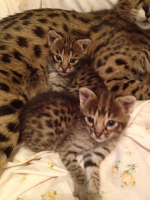 ariel kittens 4 weeks