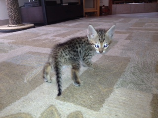 cleo male 2013