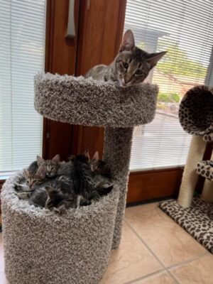 fiji and kittens condo