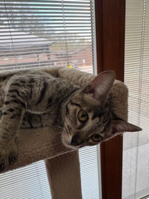 fiji kit small girl 1