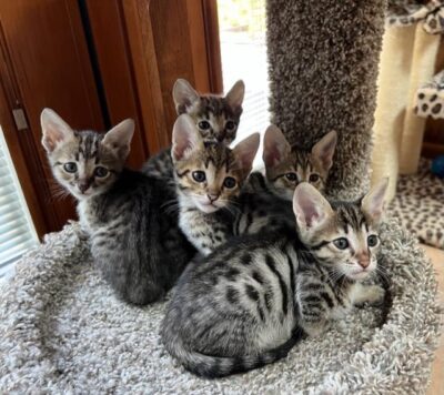 kittens on condo