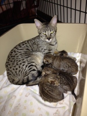 ria litter