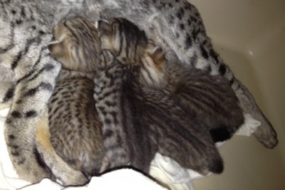rias babies april 23 13