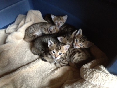 vivvie litter faces 4 weeks