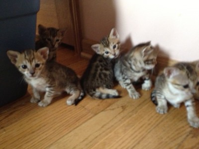 vivvies 5 at 4 weeks